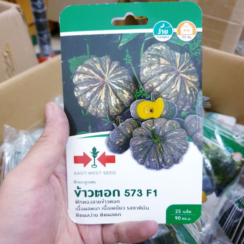 Hạt giống bí ngô kent East West Seed. 25 hạt/gói. Hàng nhập Thái Lan. Tỉ lệ nẩy mầm cao