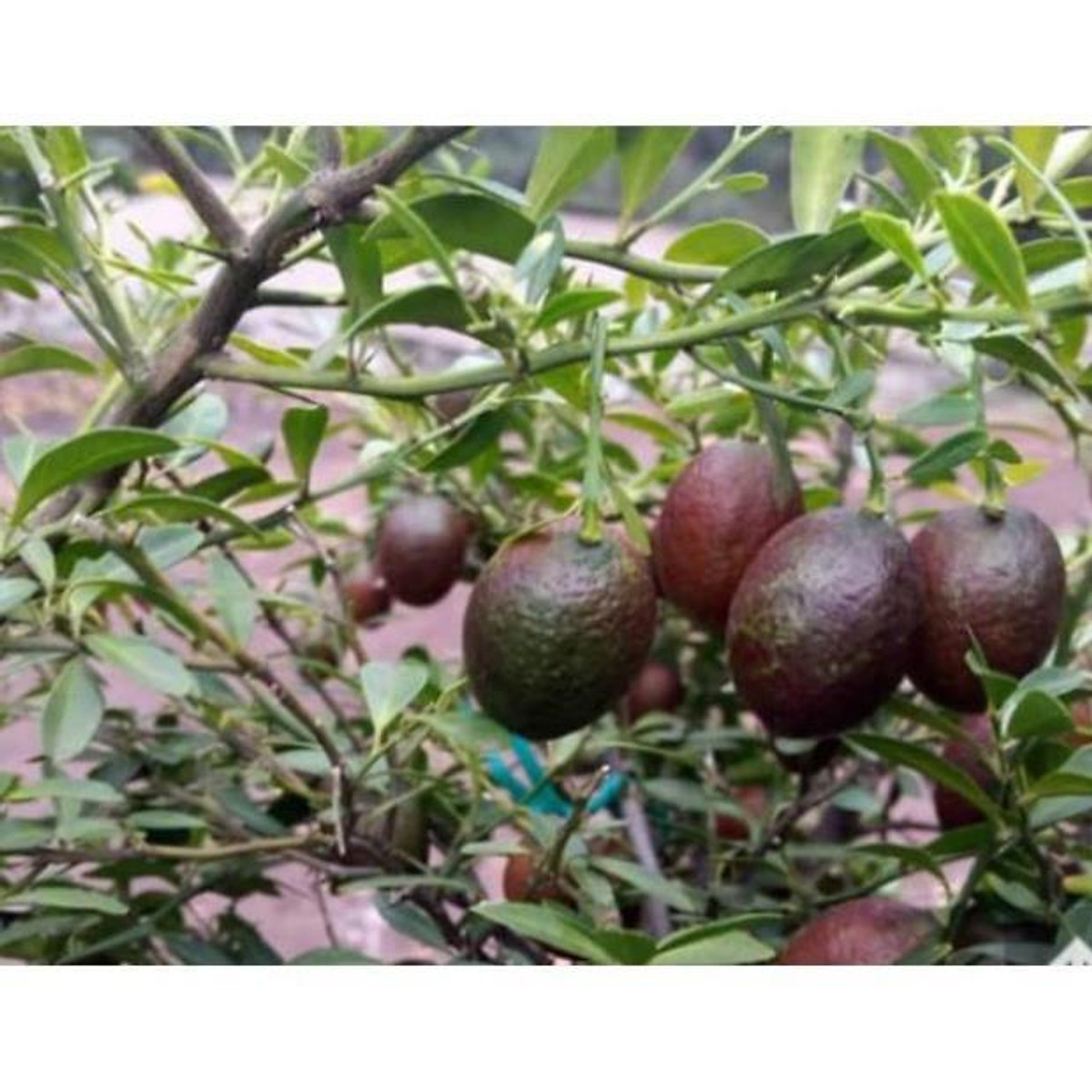 Sản phẩm cây chanh đỏ