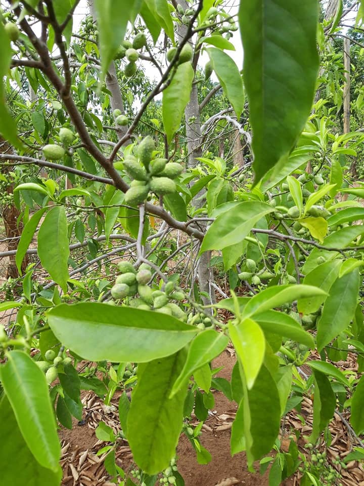 Cây giống dổi ghép, .