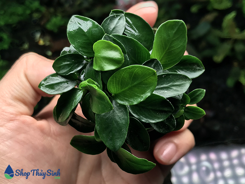 Cây ráy nana petite tq - cây thủy sinh dễ trồng