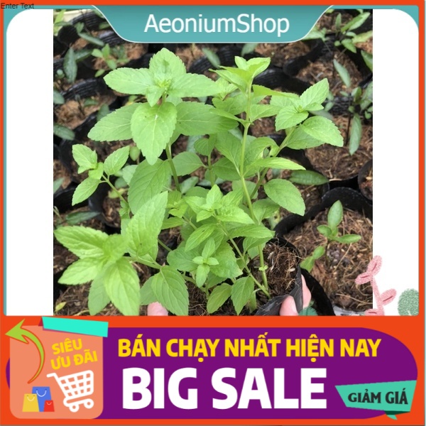 Combo 3 cây bạc hà nhật