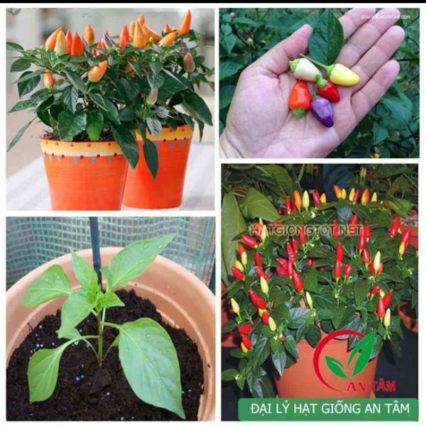 Hạt Ớt Ngũ Sắc F1 Gói 20H