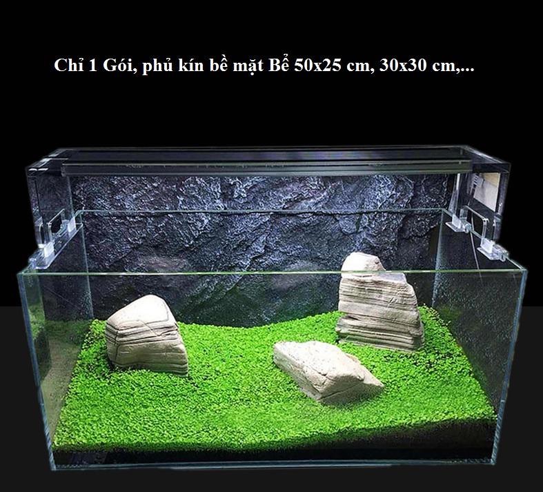 Hạt giống thủy sinh Cỏ ba lá - Cỏ may mắn