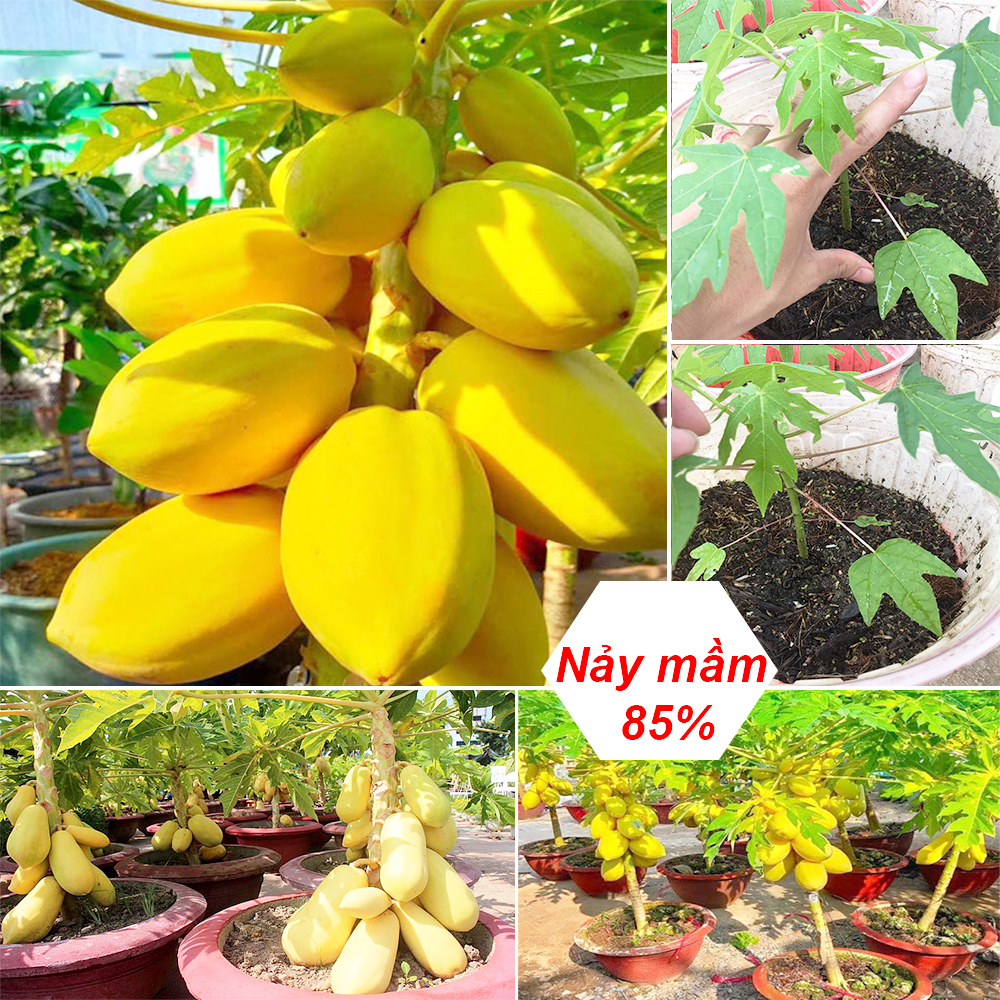 Hạt giống đu đủ da vàng-15 hạt