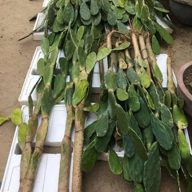 Xương rồng tai thỏ.