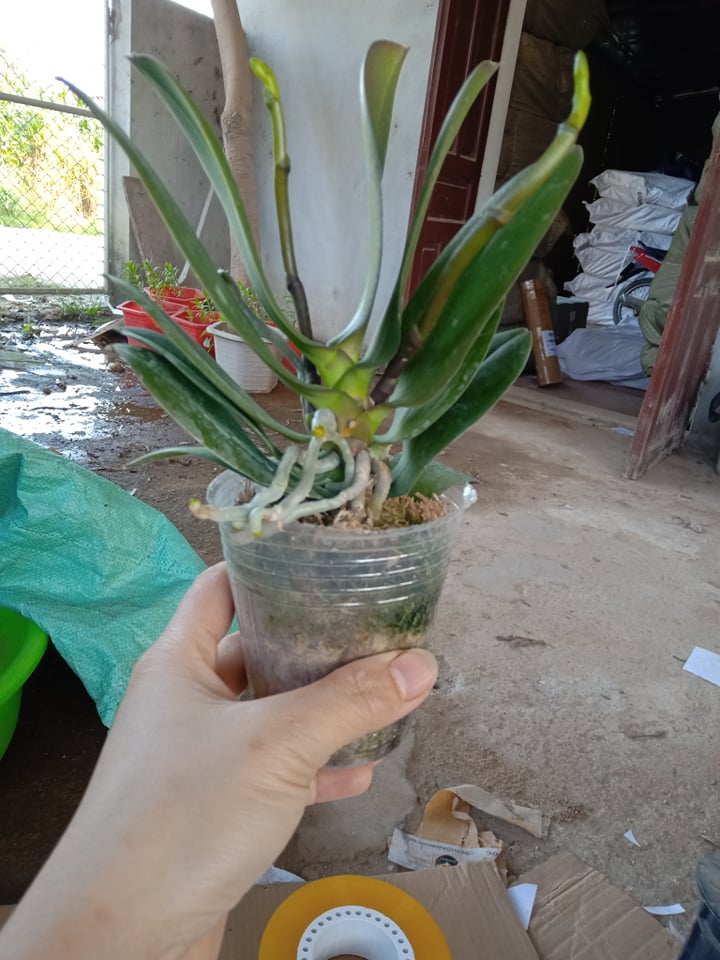 5 cốc lan hồ điệp có ngồng cho hoa chơi tết