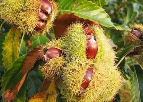 Dẻ ăn quả - Cây trong bầu