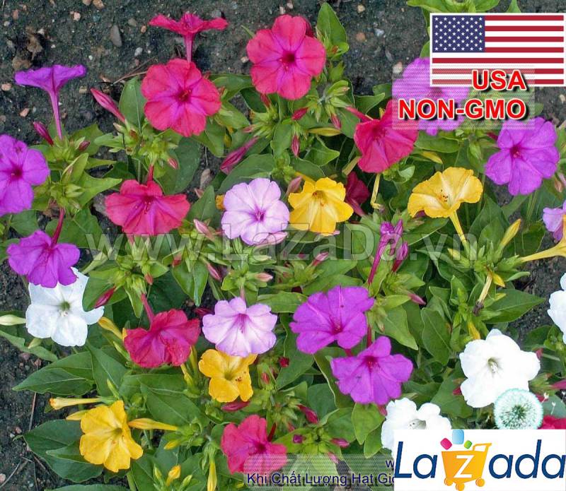 20h Hạt Giống Hoa Bông Phấn Bốn Giờ Mix Màu (C2.303| -KD: B5*V42*M023)