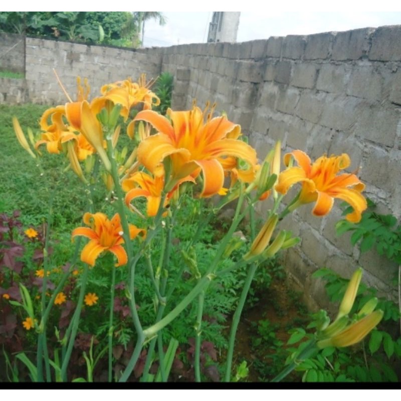 Cây giống hoa hiên/cây hoa kim châm/huyền thảo màu cam/củ hoa hiên. 1 cây