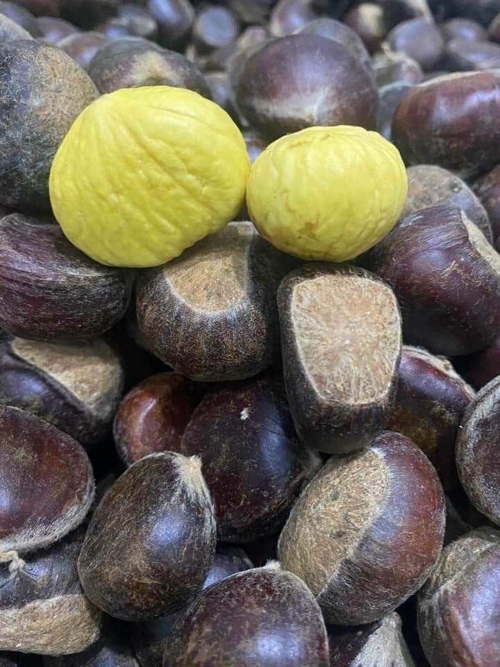Hạt to mềm ,ngọt, bở.