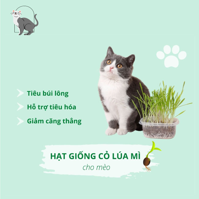 Hạt Giống Cỏ Mèo, Cỏ Lúa Mì - Hỗ trợ tiêu hóa, bổ sung chất xơ, chống búi lông - Túi 1kg/500gr/100gr/Bộ Kit Tiện Lợi