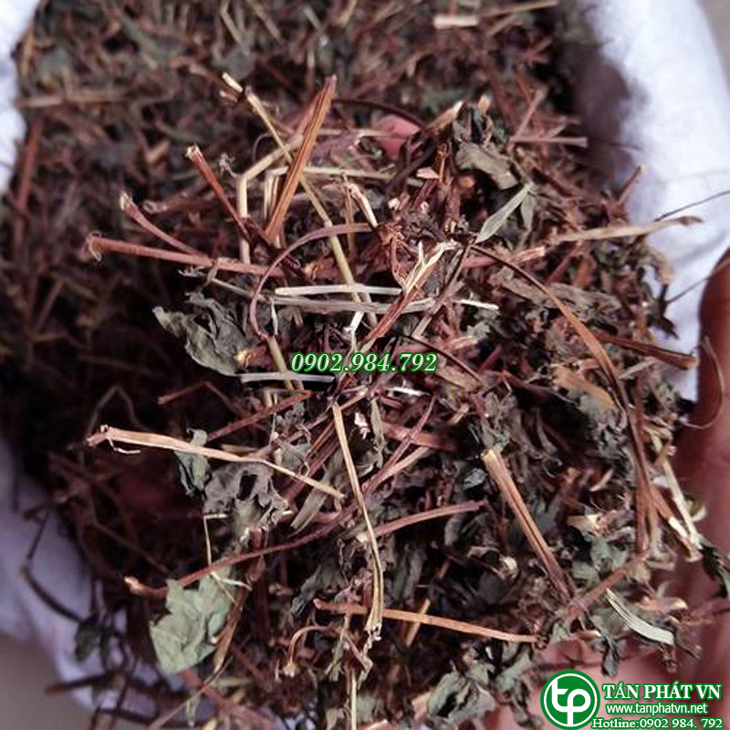 Cây bọ mắm khô 500g - Taphaco