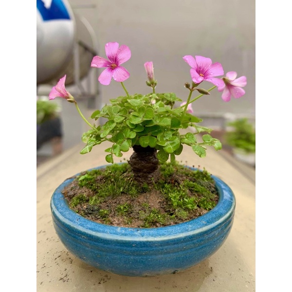 Củ giống cây ba lá hoa màu tím, hoa nhỏ , làm bonsai - 3 Củ