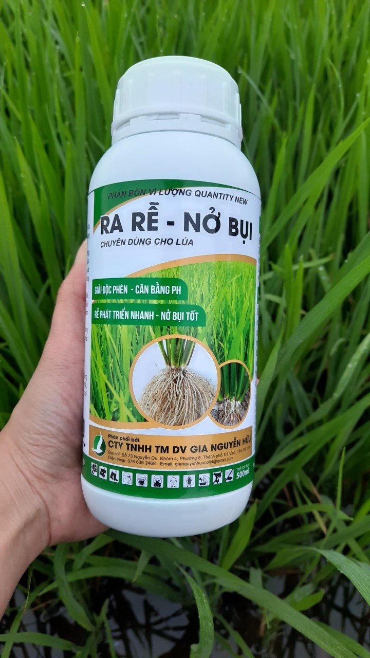 Ra rễ nở bụi lúa - nở bụi nhanh, mướt lá