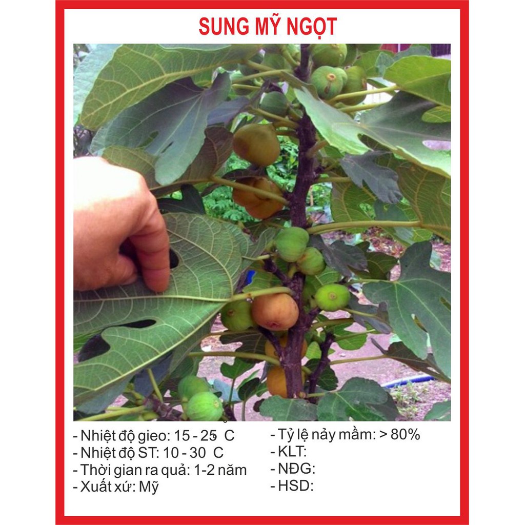Hạt giống cây sung mỹ ngọt 10 hạt