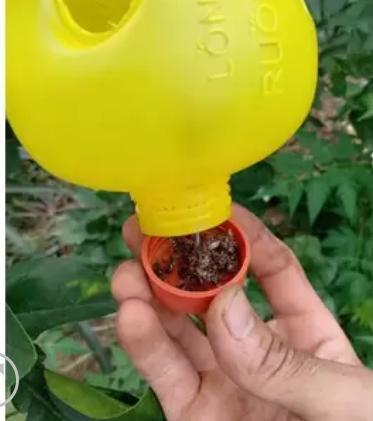 Đèn Bẫy ruồi vàng đục trái làm thối quả lá hoa lan cây trồng [hot]