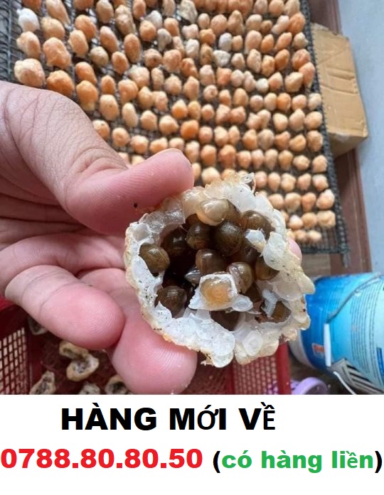Trứng Ốc thái lan 5 ổ trứng lớn "
