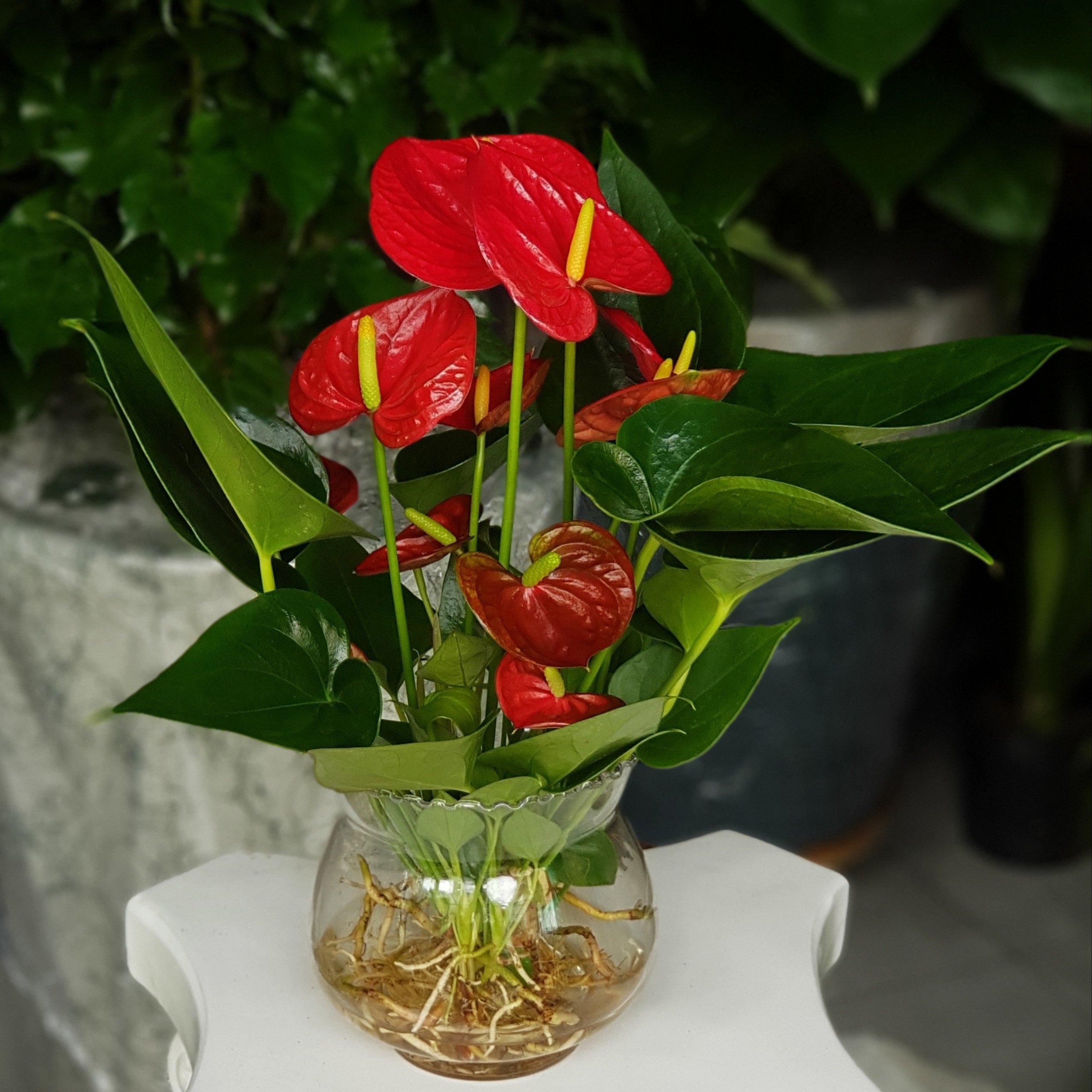 [HCM]Trọn Bộ Cây Hồng Môn Thủy Canh + Chậu Thủy Tinh