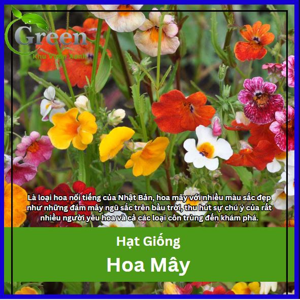 Hạt giống hoa mây nhiều màu mix