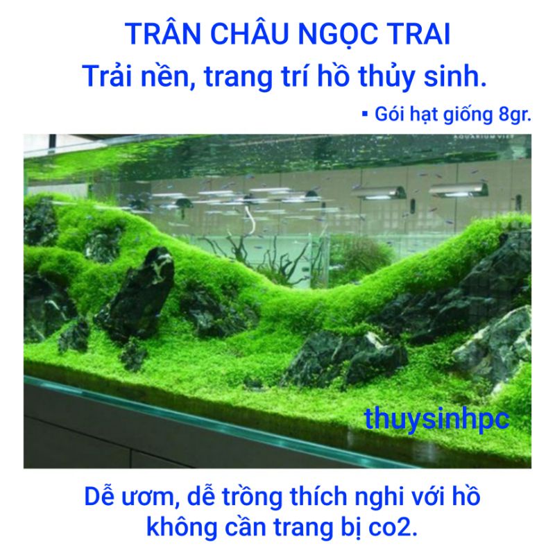 Hạt giống Trân Châu Ngọc Trai trải nền hồ thủy sinh