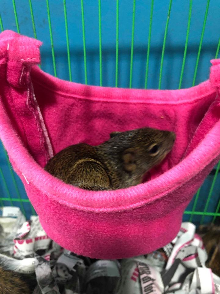 Túi ngủ hình Thúng treo lủng lẳng cho Sóc và hamster.