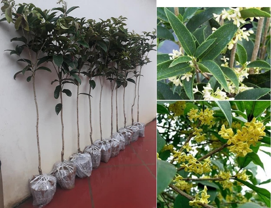 CÂY MỘC HƯƠNG TA, HOA VÀNG - CÂY BẦU LỚN, HOA THƠM NGÁT, CÂY PHONG THỦY - THỊNH VƯỢNG , CÂY Y HÌNH