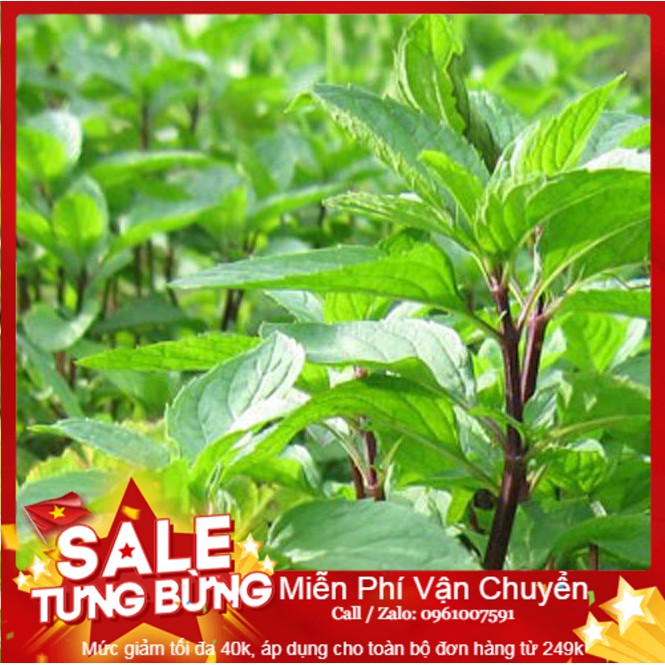 Hạt giống húng quế - 100 hạt