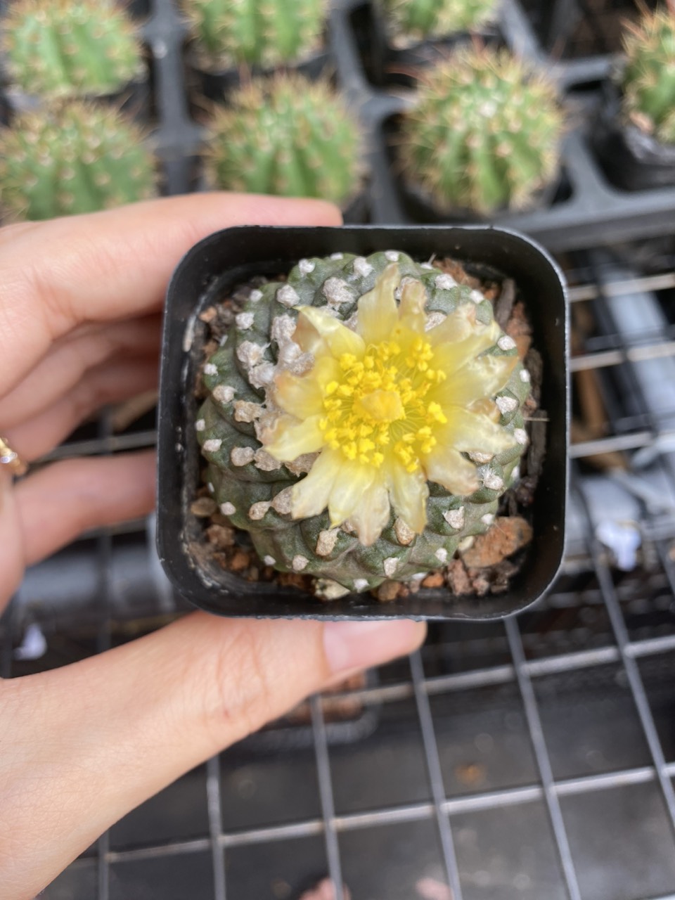 Xương rồng Copiapoa tenuissima forma nâu.Chậu 5cm. Hàng rễ củ hoa vàng rất đẹp