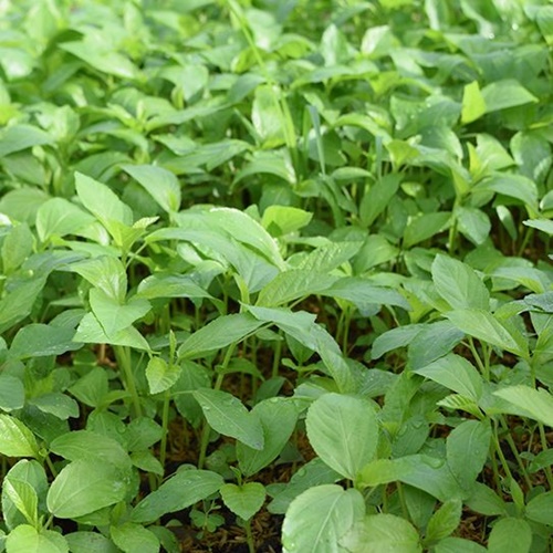 Hạt Giống Rau Đay Xanh. Túi 10 Gram Giá Khuyến Mại