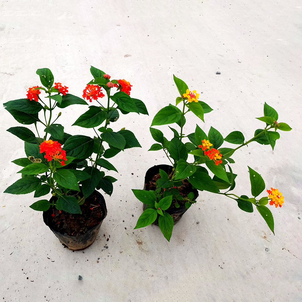 Combo 8 bầu hoa ngũ sắc, đủ màu hoa-Nhà vườn Hula Trees