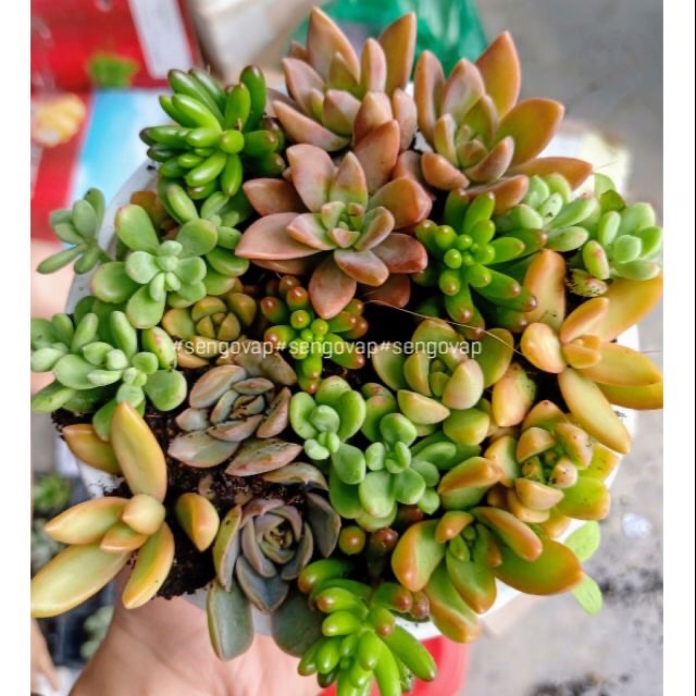 Combo 10cây sen đá mini