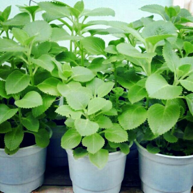 2 Cây tần thơm có bầu đất