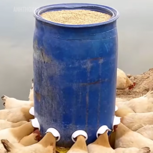 Máng ăn cho gia cầm,máng uống tự động cho gia cầm.