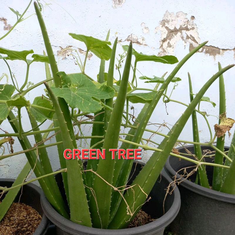 Cây giống nha đam Thái