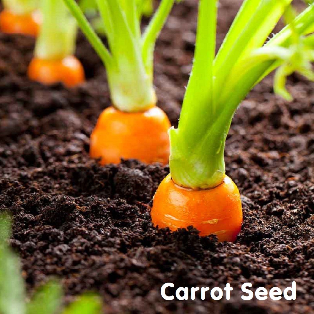 Tinh dầu hạt cà rốt Carrot Seed Essential Oil