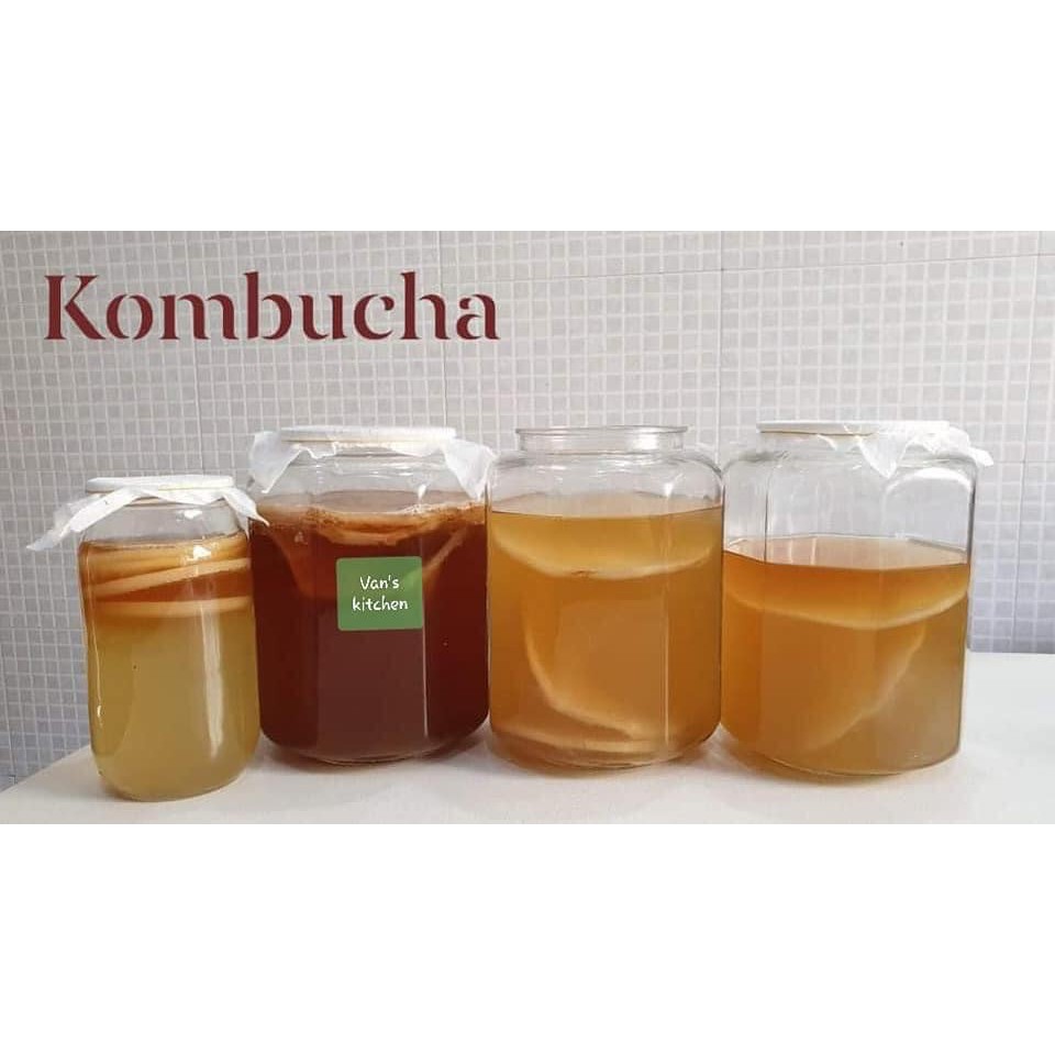 Nấm Kombucha/scoby kèm nước mồi - Nấm scoby - kombucha