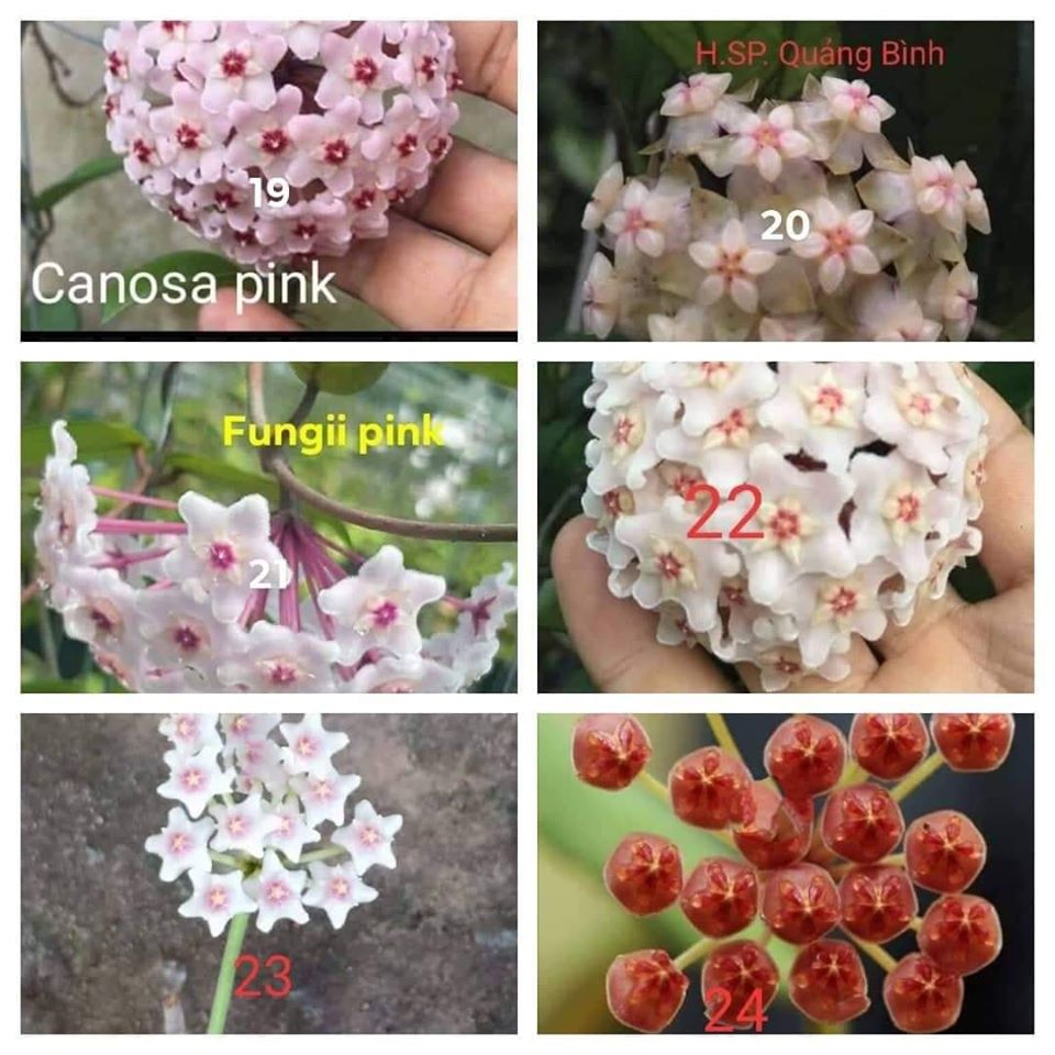 Cẩm cù lá trái tim