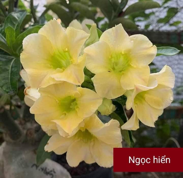 Cây hoa sứ Thái màu vàng hoa chùm chùm siêu bông