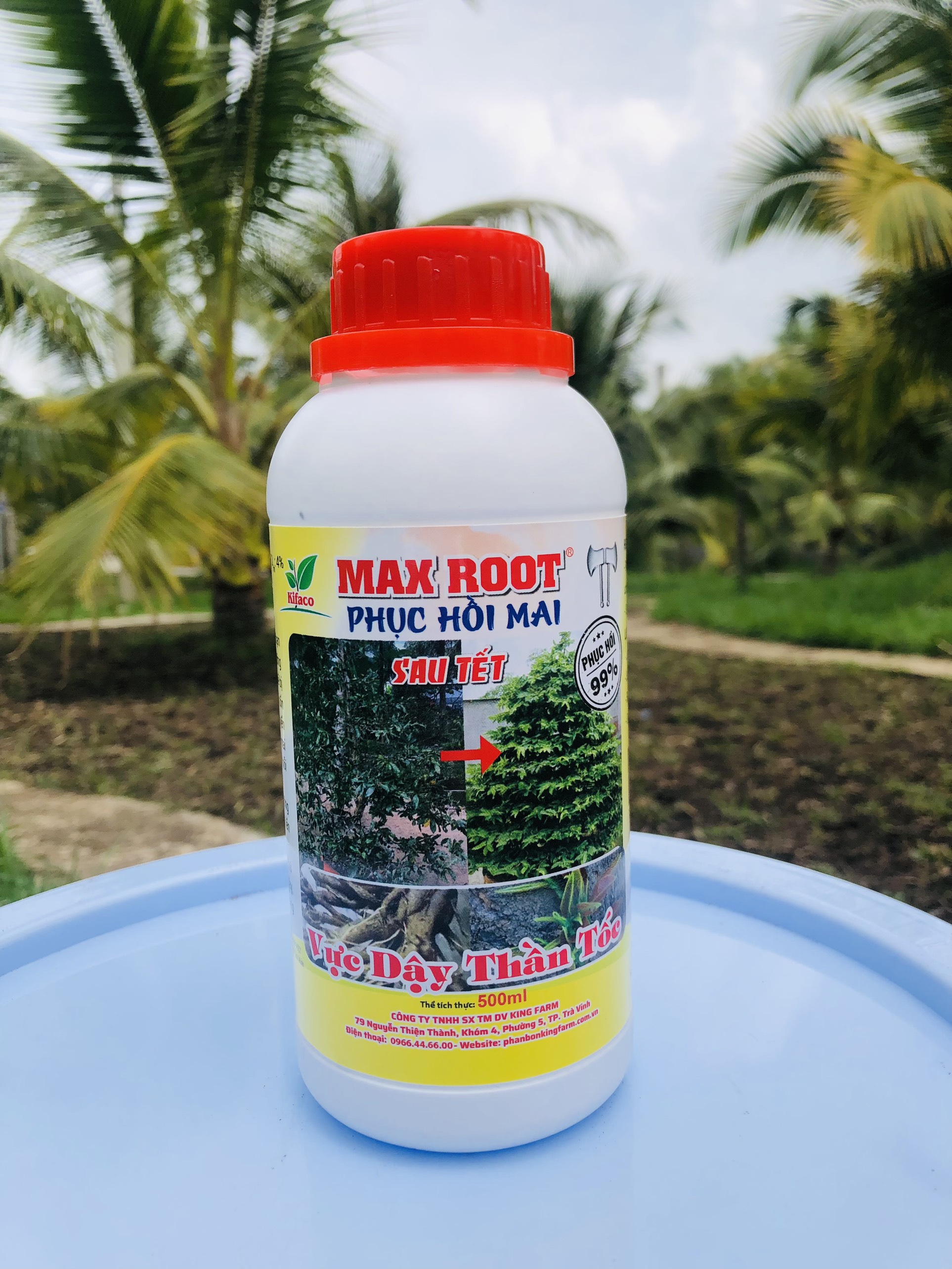 Siêu phục hồi mai vàng
