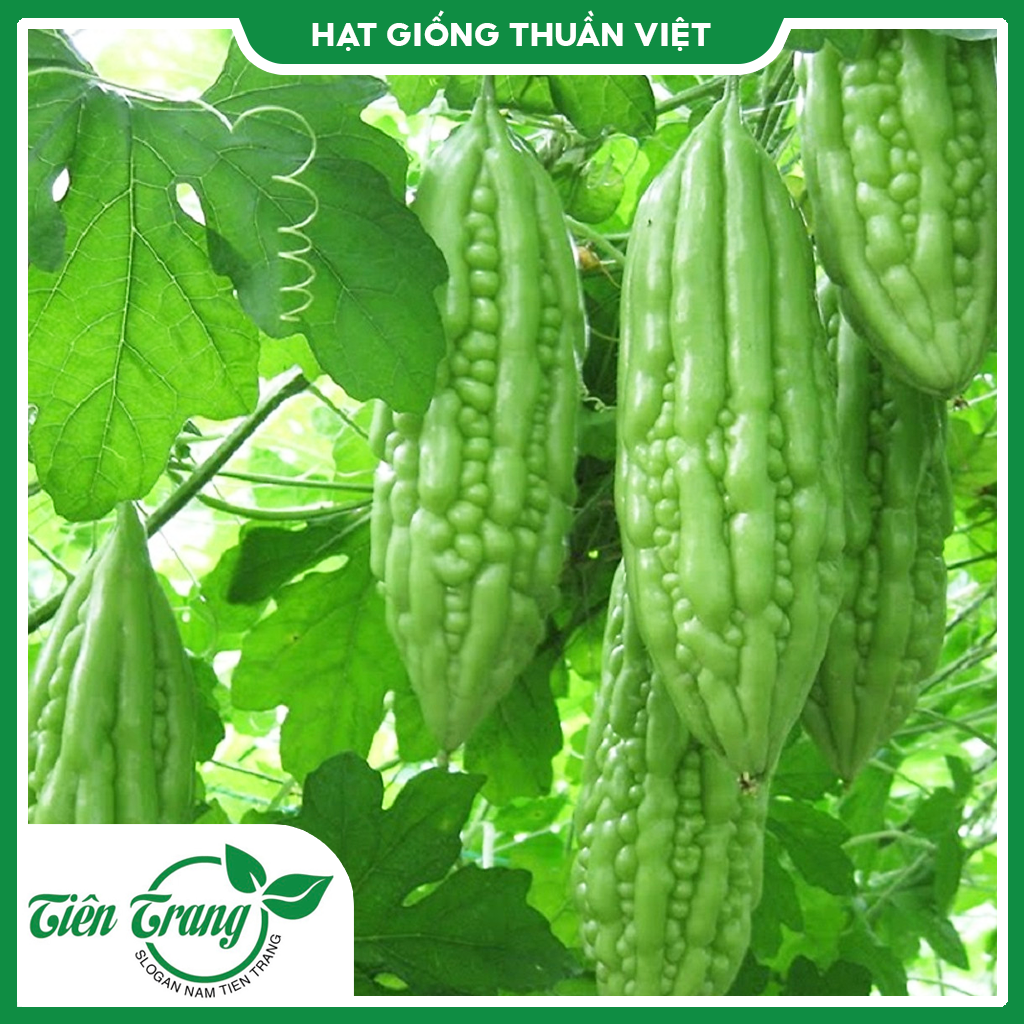 Hạt giống khổ qua tn-08