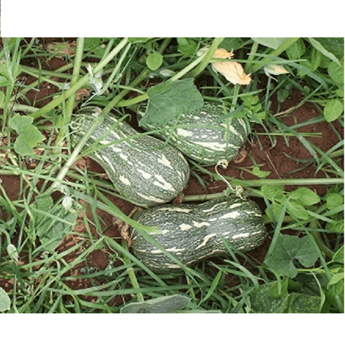 Hạt giống Bí ngô mật