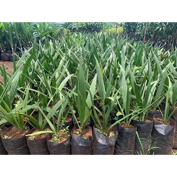 Cây chà là khasab giống ăn quả chuẩn f1 có bảo hành