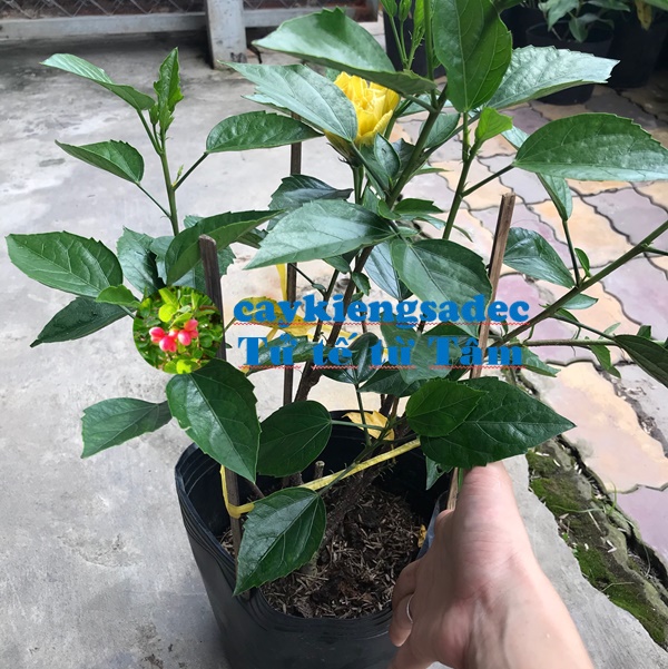 caykiengsadec - Cây hoa bụt vàng + tặng phân bón cho cây mau lớn - hoa kiểng lá - trang trí nội thất cảnh quan sân vườn ngoài trời