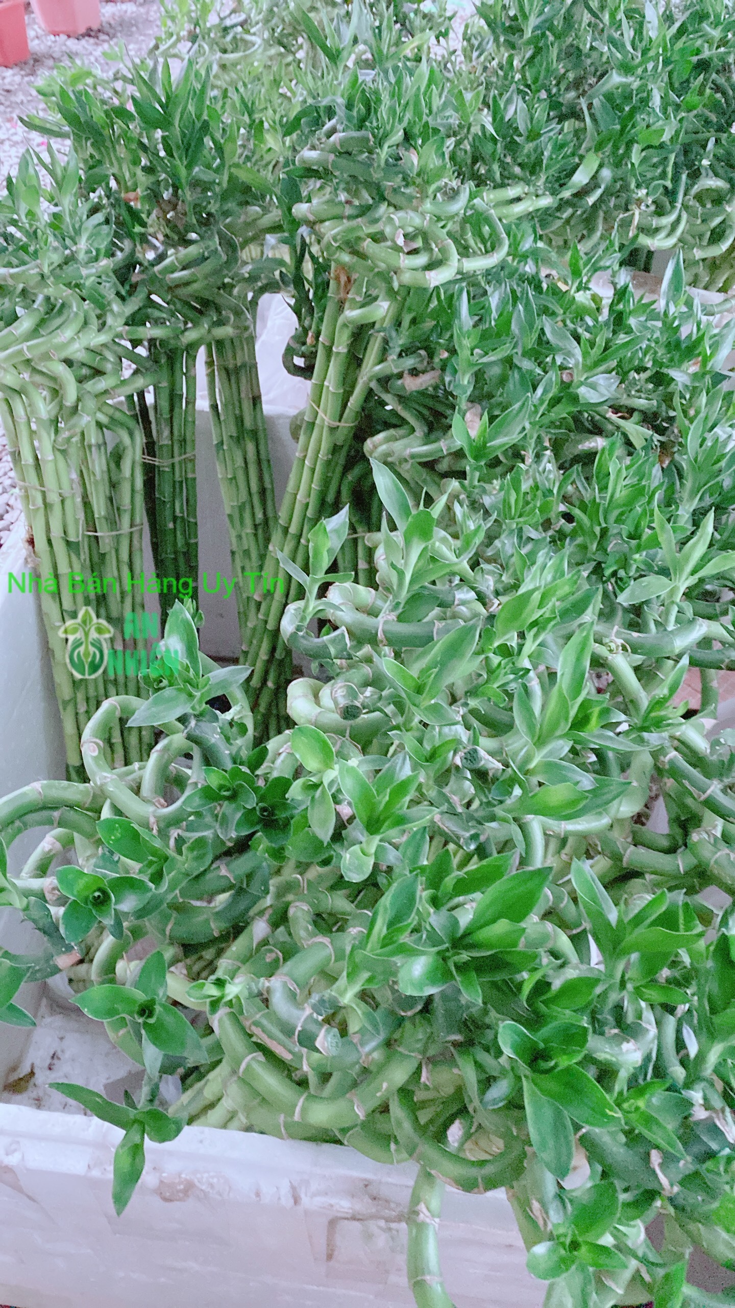 Bó trúc phát tài xoắn cao 80cm