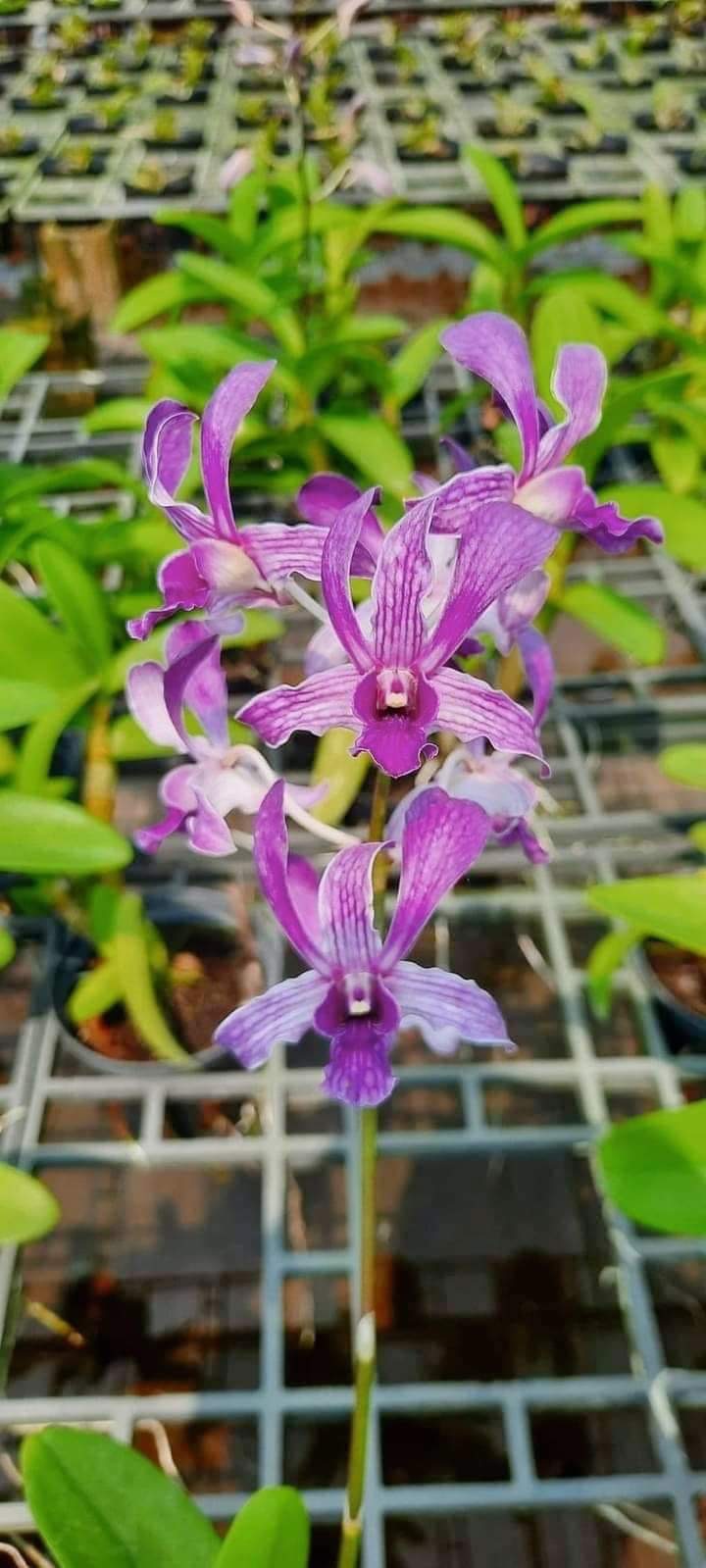 Hoa lan denro dazang blue