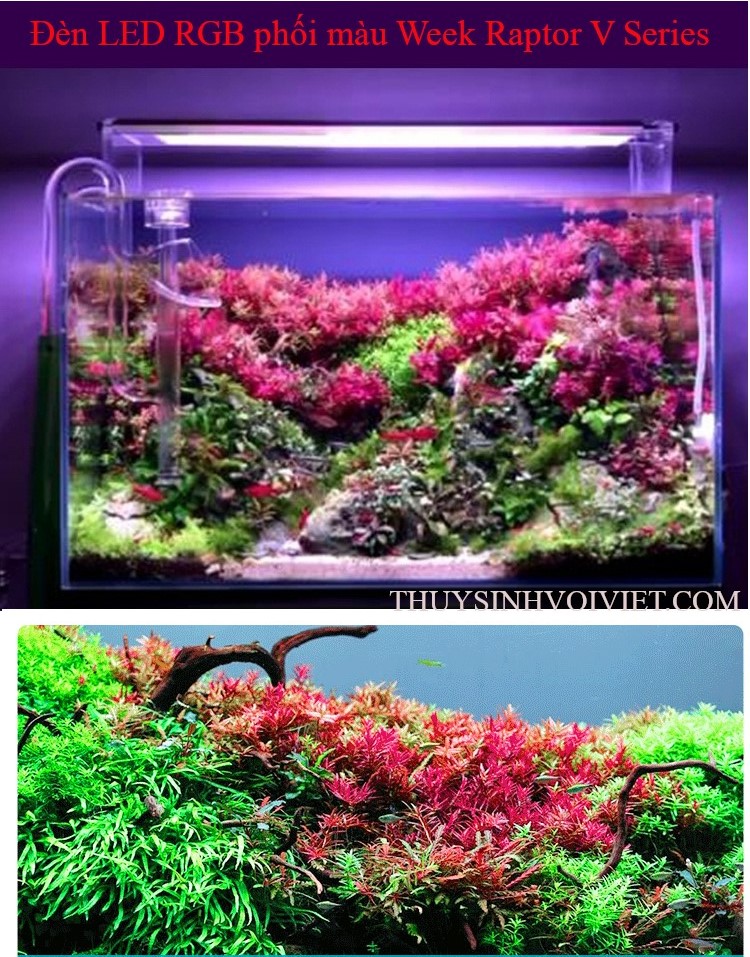 Đèn led Week Aqua V Series WRGB 2021 kèm dimmer điều chỉnh ánh sáng và hẹn giờ hồ thủy sinh từ 60 đến 100CM