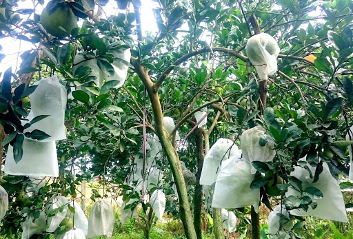 SÉT 20 TÚI BỌC MÍT TẤT CẢ CÁC LOẠI CÓ DÂY RÚT 50*70 CM cHẤT Lựơng Loại  1