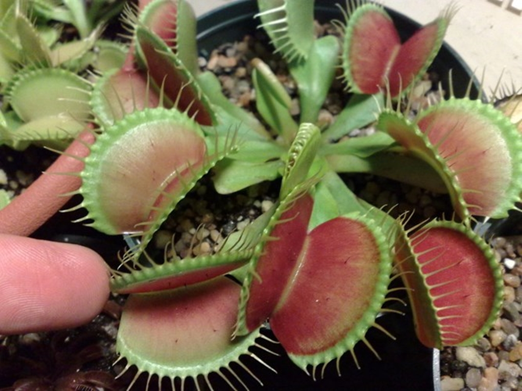 10 Hạt giồng Cây Bắt mồi - Bẫy Kẹp tặng kèm kích mầm