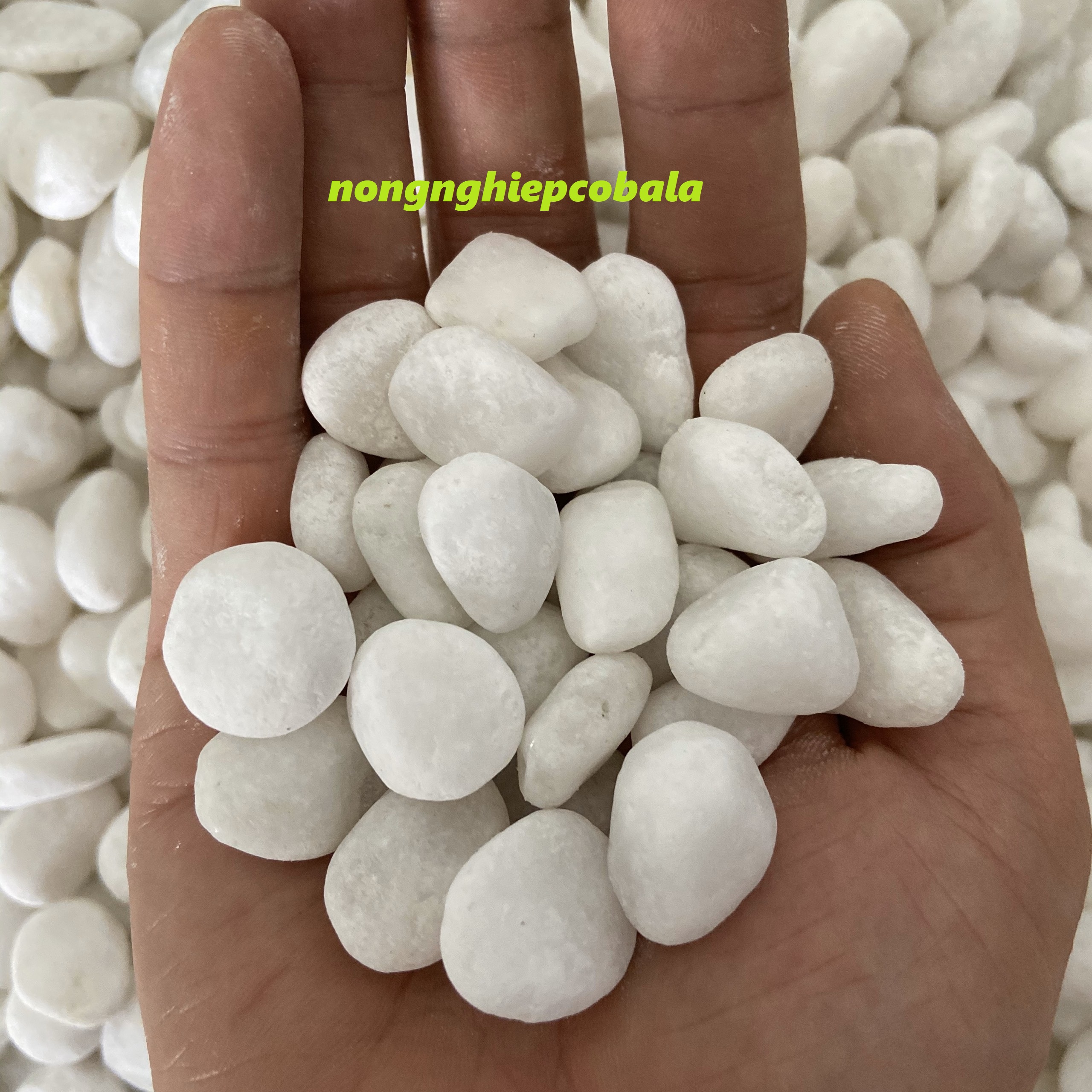 Sỏi Trắng Viên 2-3cm Trang Trí Chậu Cây, Bể Cá (1kg)