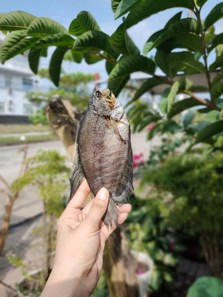 Khô cá bổi 8 con/kg